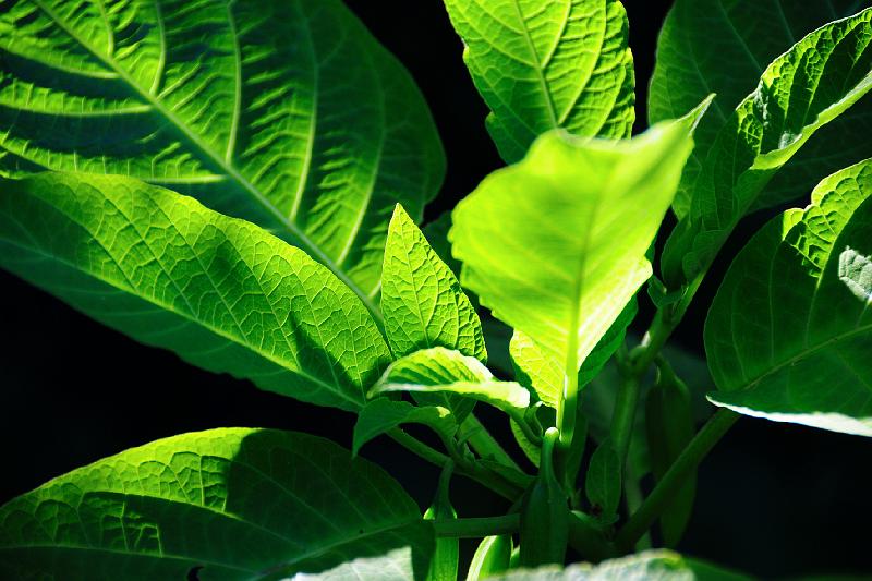 Detail im Garten.jpg